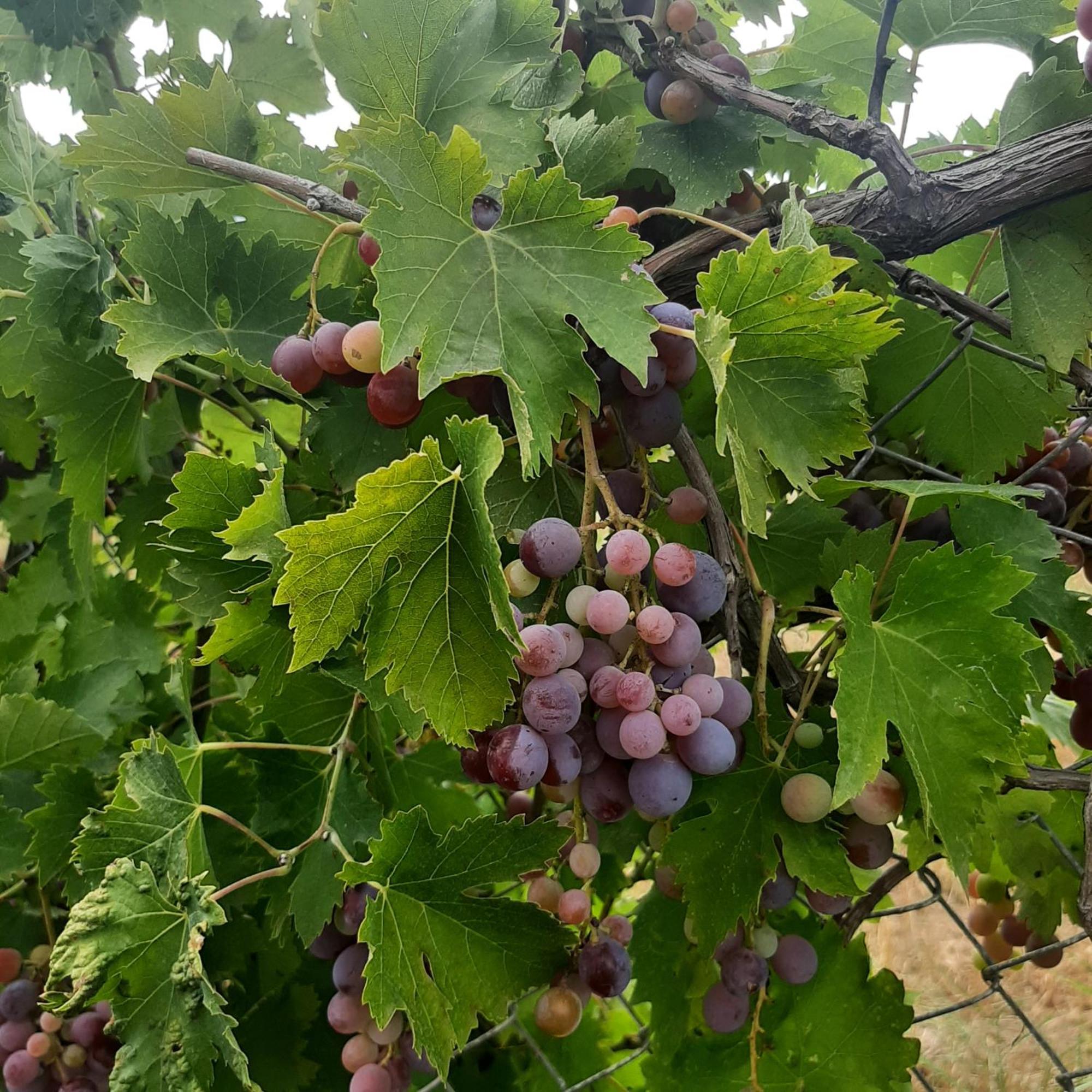 הוילה Ligaria  Αρχοντικό Παπανικολάου מראה חיצוני תמונה