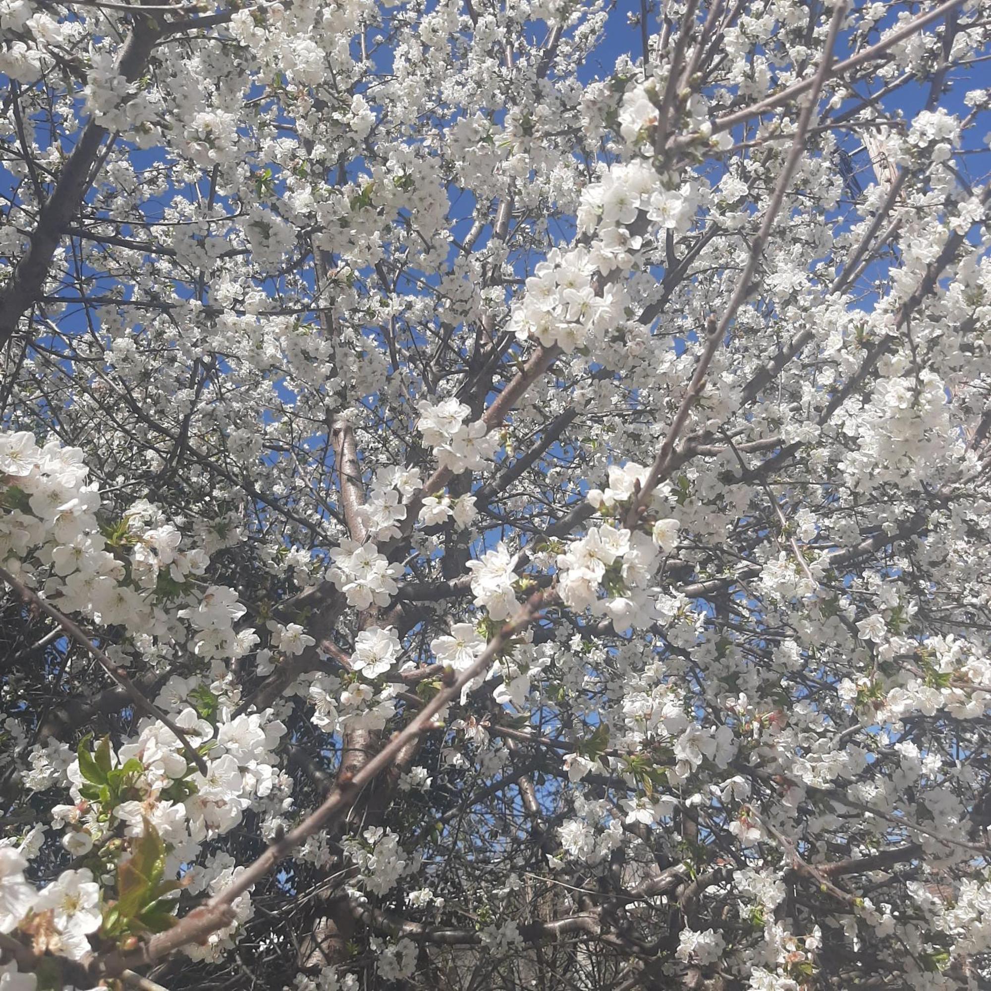 הוילה Ligaria  Αρχοντικό Παπανικολάου מראה חיצוני תמונה