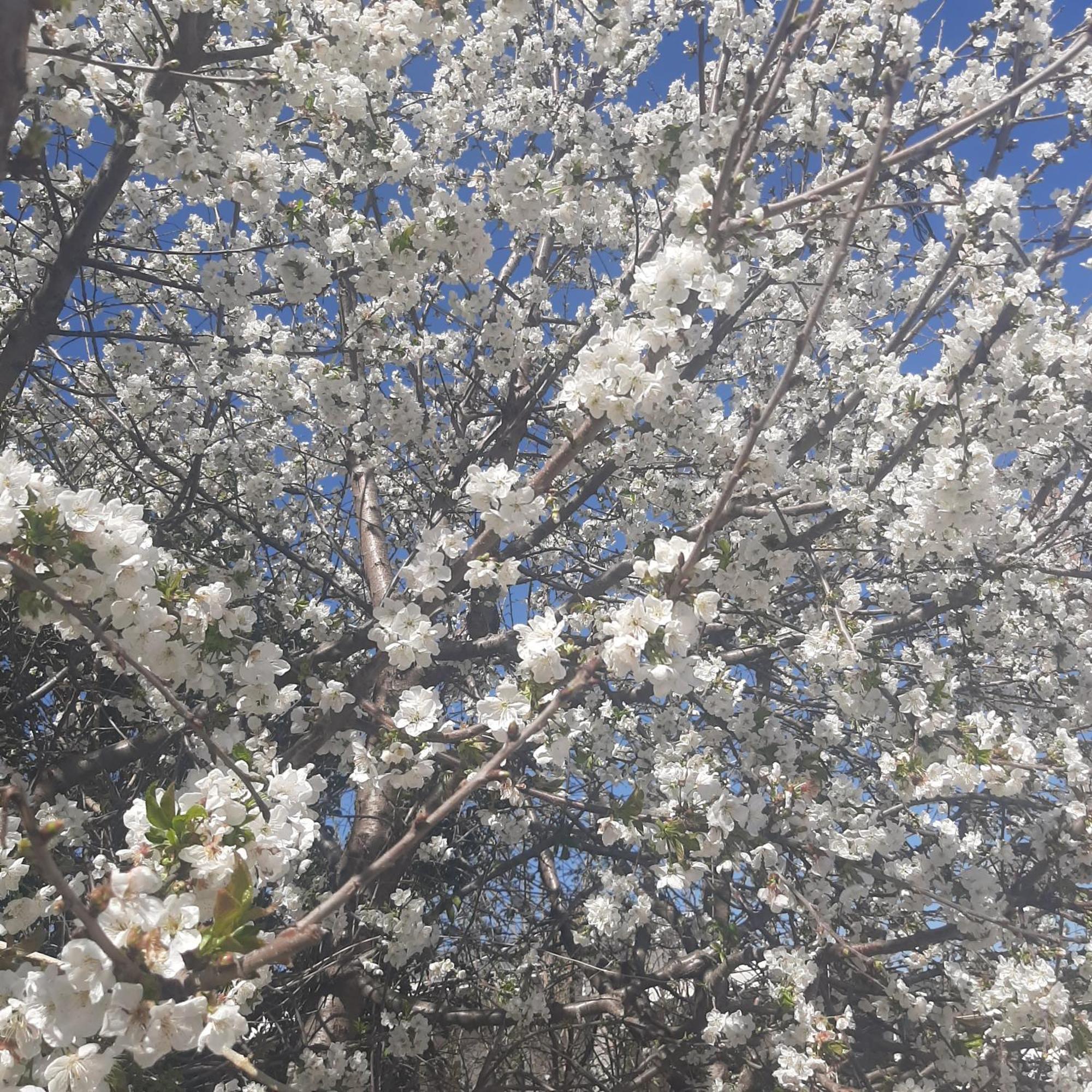 הוילה Ligaria  Αρχοντικό Παπανικολάου מראה חיצוני תמונה