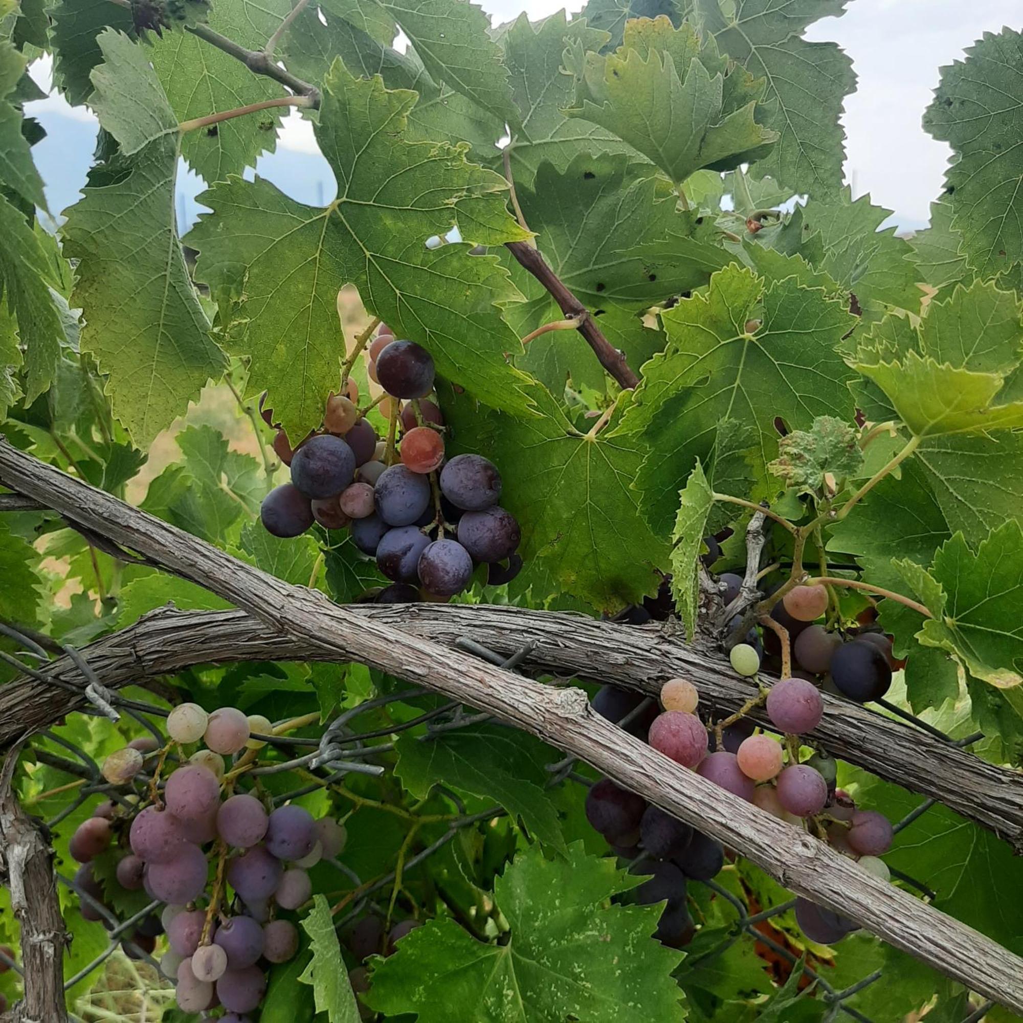 הוילה Ligaria  Αρχοντικό Παπανικολάου מראה חיצוני תמונה